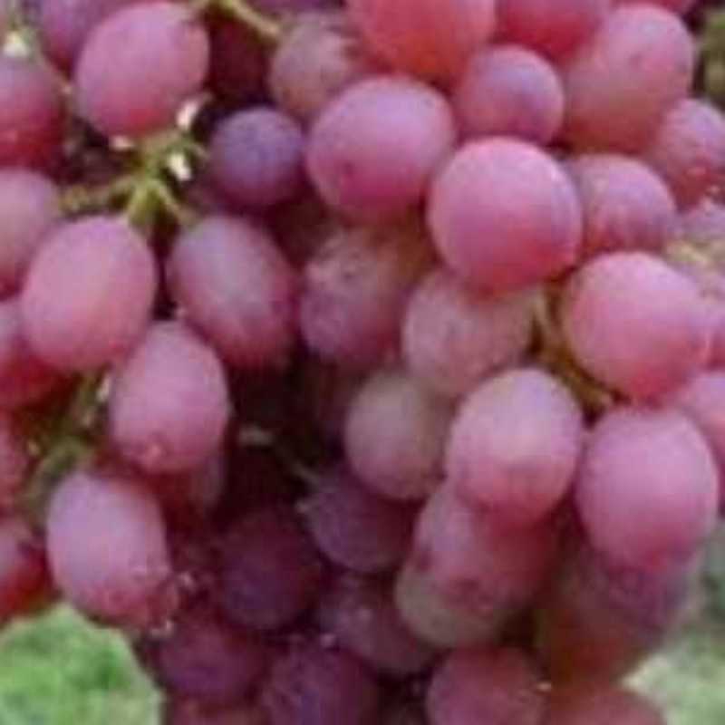 新鲜葡萄